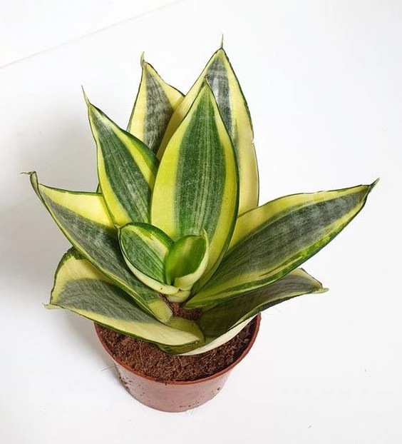 Snake Plant
